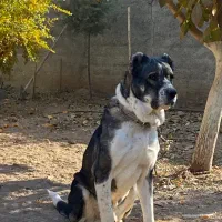 سگ سرابی نر