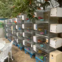 قفسه جفت خان تعداد 8جفت هر جفت 4 عدد|لوازم جانبی حیوانات|تهران, درکه|دیوار