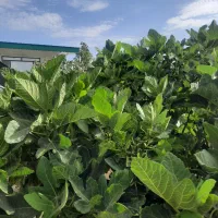 فروش باغ فول امکانات|فروش دفتر صنعتی، کشاورزی، تجاری|بیرجند, |دیوار