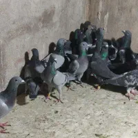 کفتر هوایی جوون|پرنده|شیراز, دارالرحمه|دیوار