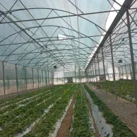 گلخانه سازی|خدمات پیشه و مهارت|تهران, شهرک صادقیه|دیوار