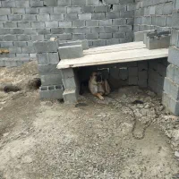 سگ نر سرابی