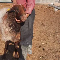 قوچ همو|حیوانات مزرعه|محلات, |دیوار