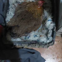 مرغ کرک با تخم مرغ میباشد