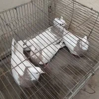 طوقی کارتنی