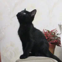 واگذاری رایگان گربه DSH -