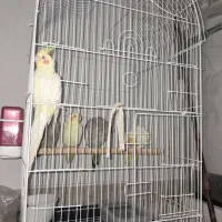 عروس هلندی