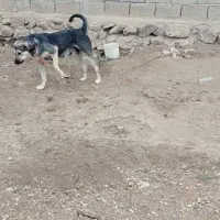 ماده پژدر نصل دار|سگ|نیر (اردبیل), |دیوار