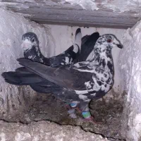 کبوتر|پرنده|بیرجند, |دیوار