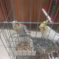 عروس هلندی جفتی نرناده|پرنده|اوز, |دیوار