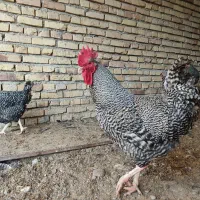 خروس آمروک(پلیموت )