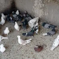 کبوتر فوق پرشی ساعت بالا|پرنده|وحیدیه, |دیوار