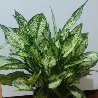 گل و گیاه طبیعی زیبا و سرحال