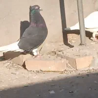 زاغ دم سفیدنر قلدور