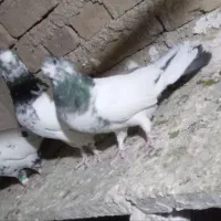 کبوتر کله دم سبز نوک قنار|پرنده|خزل, |دیوار