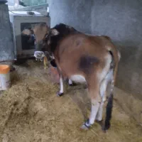 گاو 7ماه حامله|حیوانات مزرعه|اندیکا, |دیوار