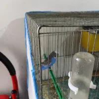 مرغ عشق کارونی یکی از قشنگ ترین رنگ ها