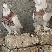 طوقی|پرنده|هامون, |دیوار
