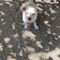 سگ پاکوتاه|سگ|اهواز, اهواز|دیوار