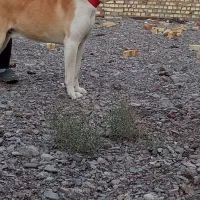 سگ جوان خوب|سگ|رشتخوار, |دیوار