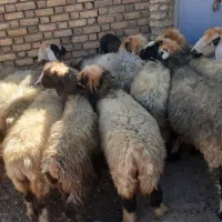 میش بختیاری|حیوانات مزرعه|بلداجی, |دیوار