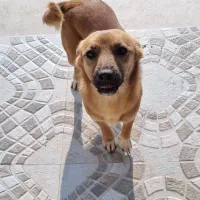 واگذاری سگ نژاددار