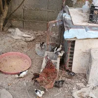 گلین جوجه ریشو چهل تاج یک ماهه سال و سرحال