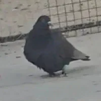 کبوتر باختی