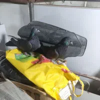 کبوتر اصفهانی سیاه و کوی کله ماستی