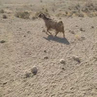 فروش یک عدد بز هم داشتی هم کشتی|حیوانات مزرعه|مرودشت, رامجرد یک|دیوار