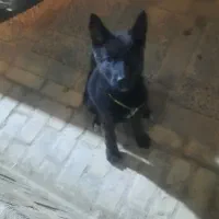 سگ ژرمن بلک