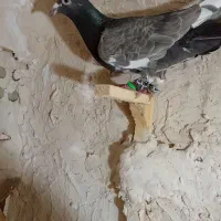 کفتر چندتا قیمت مناسب