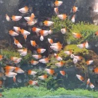 ماهی پلاتی میکی موس آکواریوم