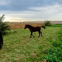 کره اسب بی داغ نر یک ساله