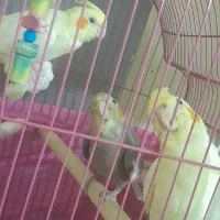 عروس هلندی سالم و زیبا