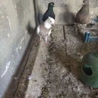 چهار عدد کبوتر باهم