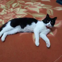 گربه تاکسیدو|حیوانات|خرمشهر, |دیوار