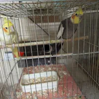 فروش انواع پرندگان|پرنده|قم, خاکفرج|دیوار