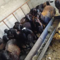 بره نر هترو