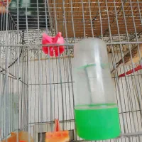 قناری|پرنده|شیروان (خراسان), |دیوار