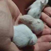 همستر های بازیگوش و سرحال|موش و خرگوش|رشت, یخسازی|دیوار