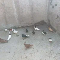 کبوتر رنگی|پرنده|محمدیه-قزوین, |دیوار