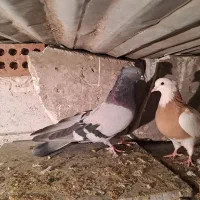 ی جفت سبز سوقدیم|پرنده|بهارستان, |دیوار