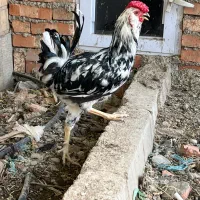 خروس گلین