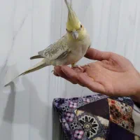 عروس هلندی ماده|پرنده|نسیمشهر, |دیوار