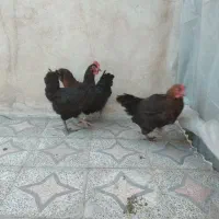 مرغ تخم گذار