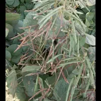 گروه دارم برا ماش بری