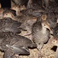 جوجه بوقلمون۴۰ روزه|حیوانات مزرعه|همدان, |دیوار