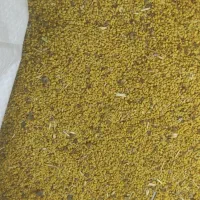 بذر یونجه|گل و گیاه طبیعی|پارس‌آباد, |دیوار