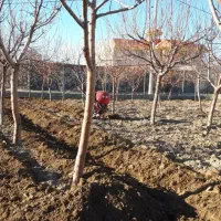 خدمات تیلر زنی(کلتیواتور) وسمپاشی باغات گلپایگان